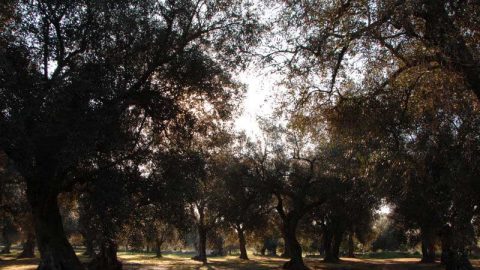 Produzione olio extravergine d’oliva - Oleificio Accordi SRL – Lecce