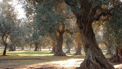 Produzione olio extravergine d’oliva - Oleificio Accordi SRL – Lecce