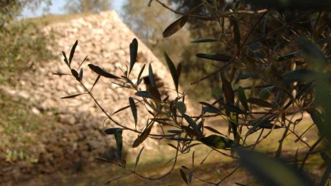 Produzione olio extravergine d’oliva - Oleificio Accordi SRL – Lecce