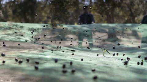 Produzione olio extravergine d’oliva - Oleificio Accordi SRL – Lecce