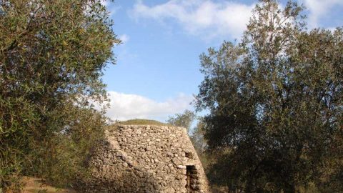 Produzione olio extravergine d’oliva - Oleificio Accordi SRL – Lecce