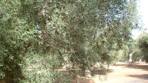 Produzione olio extravergine d’oliva - Oleificio Accordi SRL – Lecce