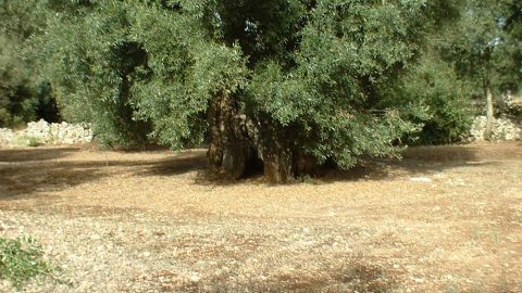 Produzione olio extravergine d’oliva - Oleificio Accordi SRL – Lecce