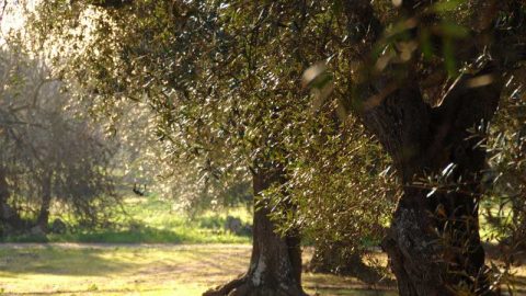 Produzione olio extravergine d’oliva - Oleificio Accordi SRL – Lecce